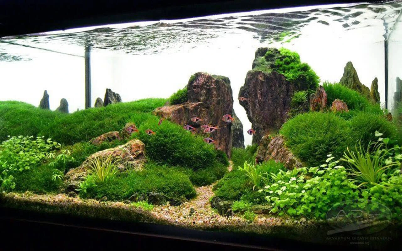 cửa hàng cá cảnh The Rium